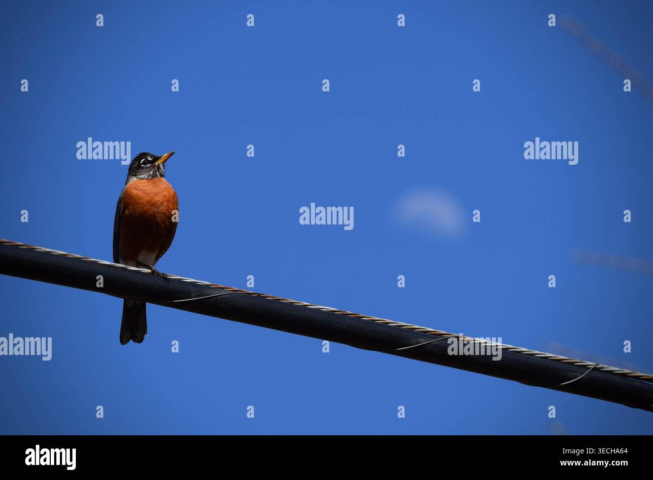 American Robin su Utility Wire con Moon in background Foto Stock