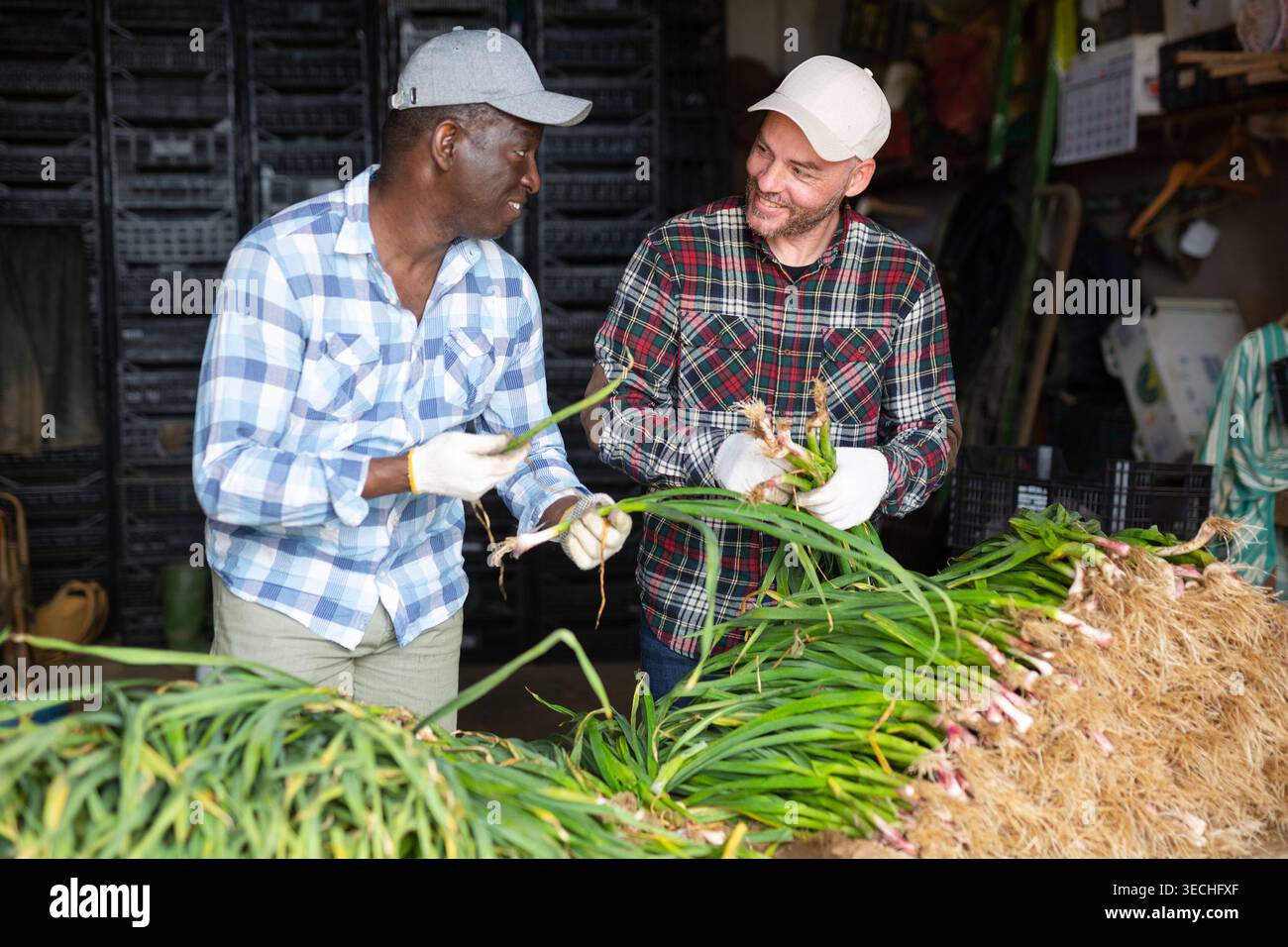 Due agricoltori che controllano l'aglio primaverile all'azienda agricola Foto Stock