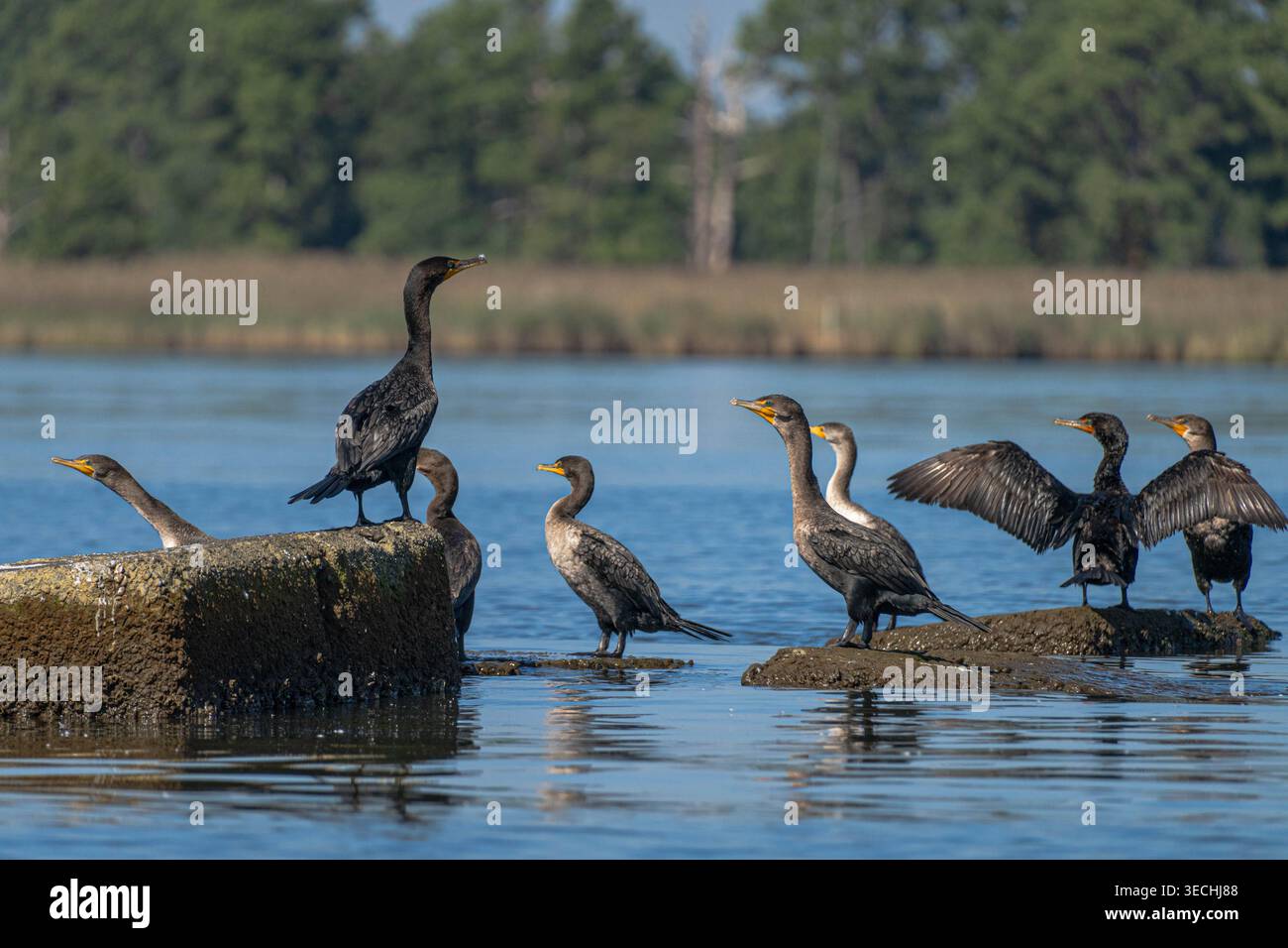 I cormorani che si stendono sulle rocce asciugano le ali e guardano fuori per mangiare a Kent Narrows, sull'isola di Kent, nel Maryland, USA Foto Stock