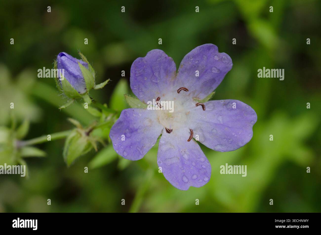 Texas Baby Blue Eyes, Nemophila phacelioides Foto Stock