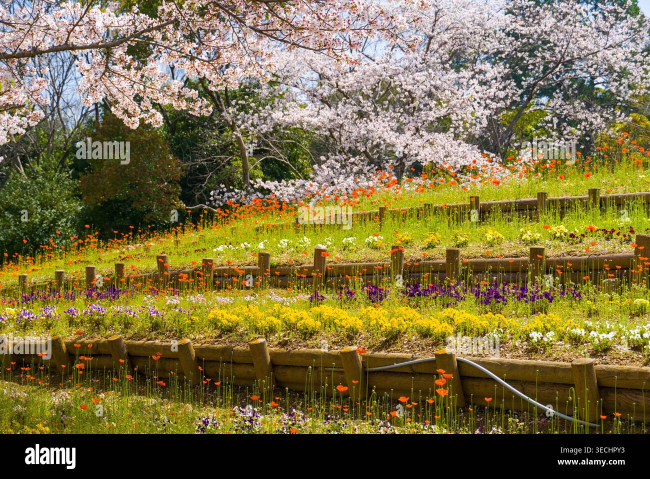 Un letto di fiori multicolori si estende lungo la collina, incorniciato da fiori di ciliegio e vegetazione lussureggiante. Foto Stock