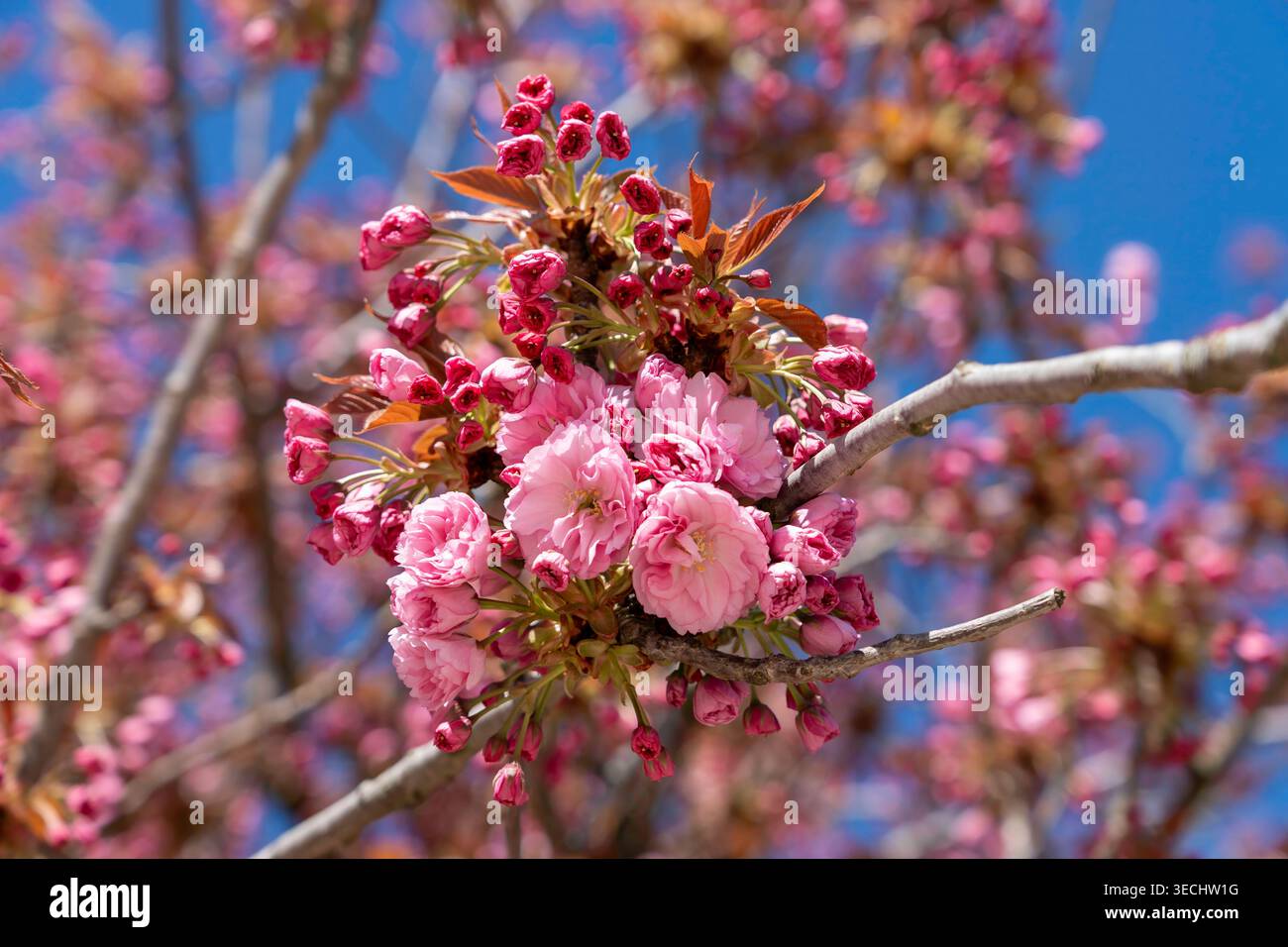 Primo piano di un doppio albero rosa di ciliegio in fiore con ammassi di nuovi fiori primaverili Foto Stock