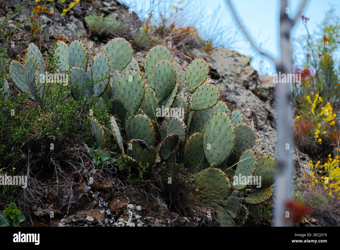 Grandi cactus di Opuntia si raggruppano in un paesaggio roccioso naturale con fiori gialli selvatici e luce naturale Foto Stock