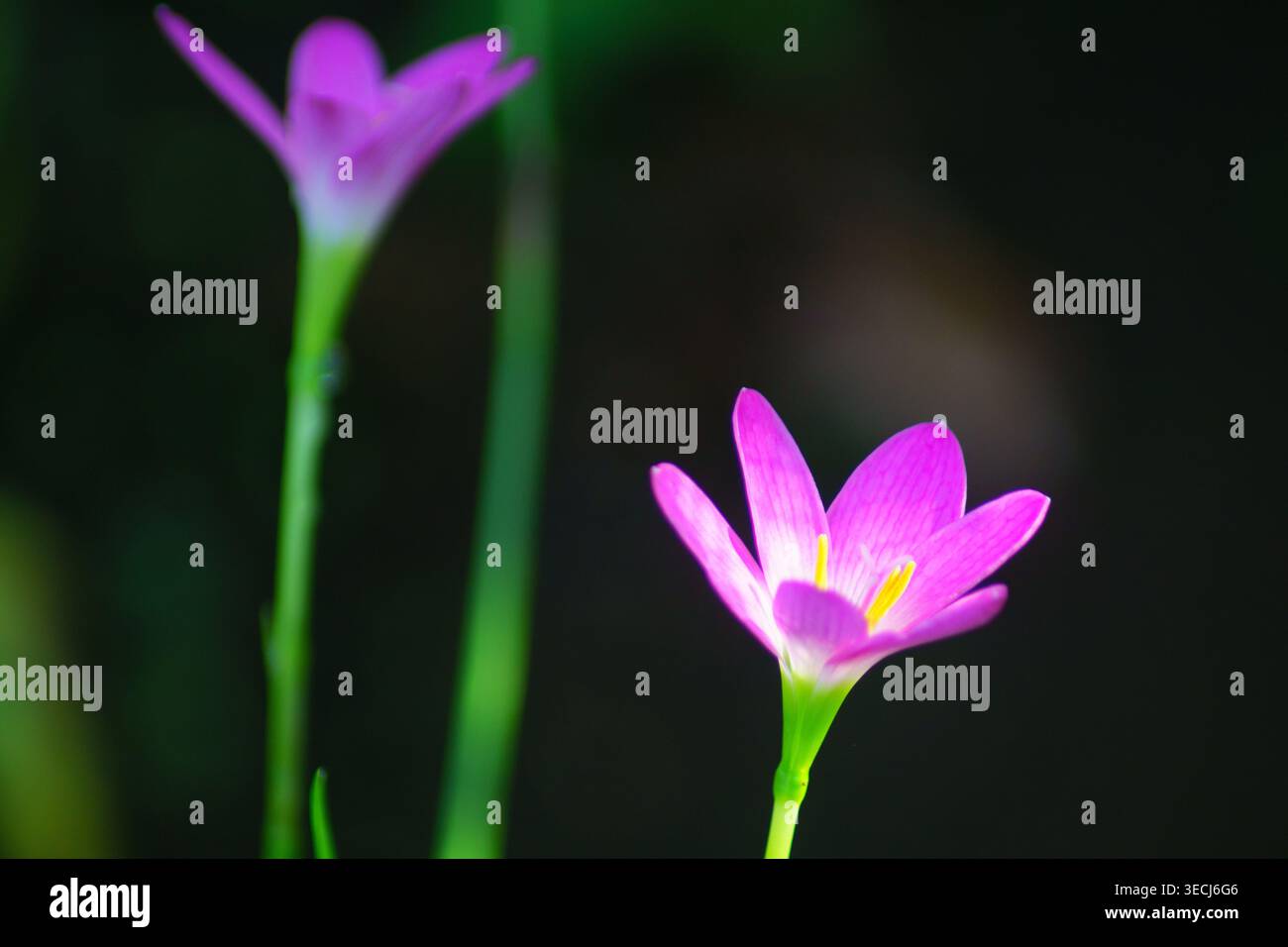 foto macro e micro di piante e sfondi di natura selvaggia Foto Stock
