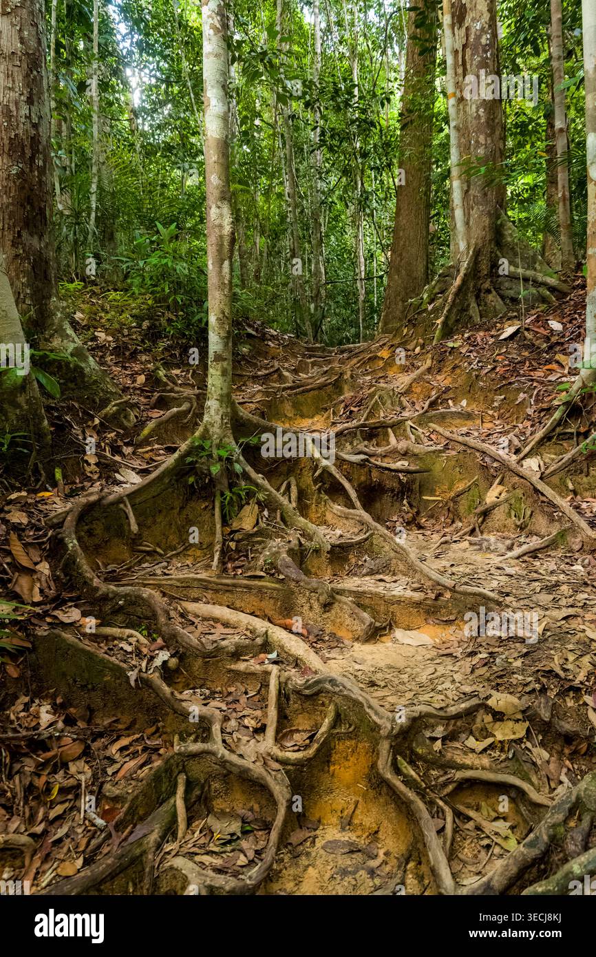 Radici d'albero esposte che creano una scala naturale su un fondo di foresta pluviale tropicale Foto Stock