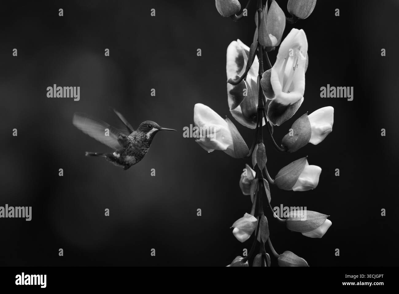 La coda di spinotto verde monotona si libra per fiore Foto Stock