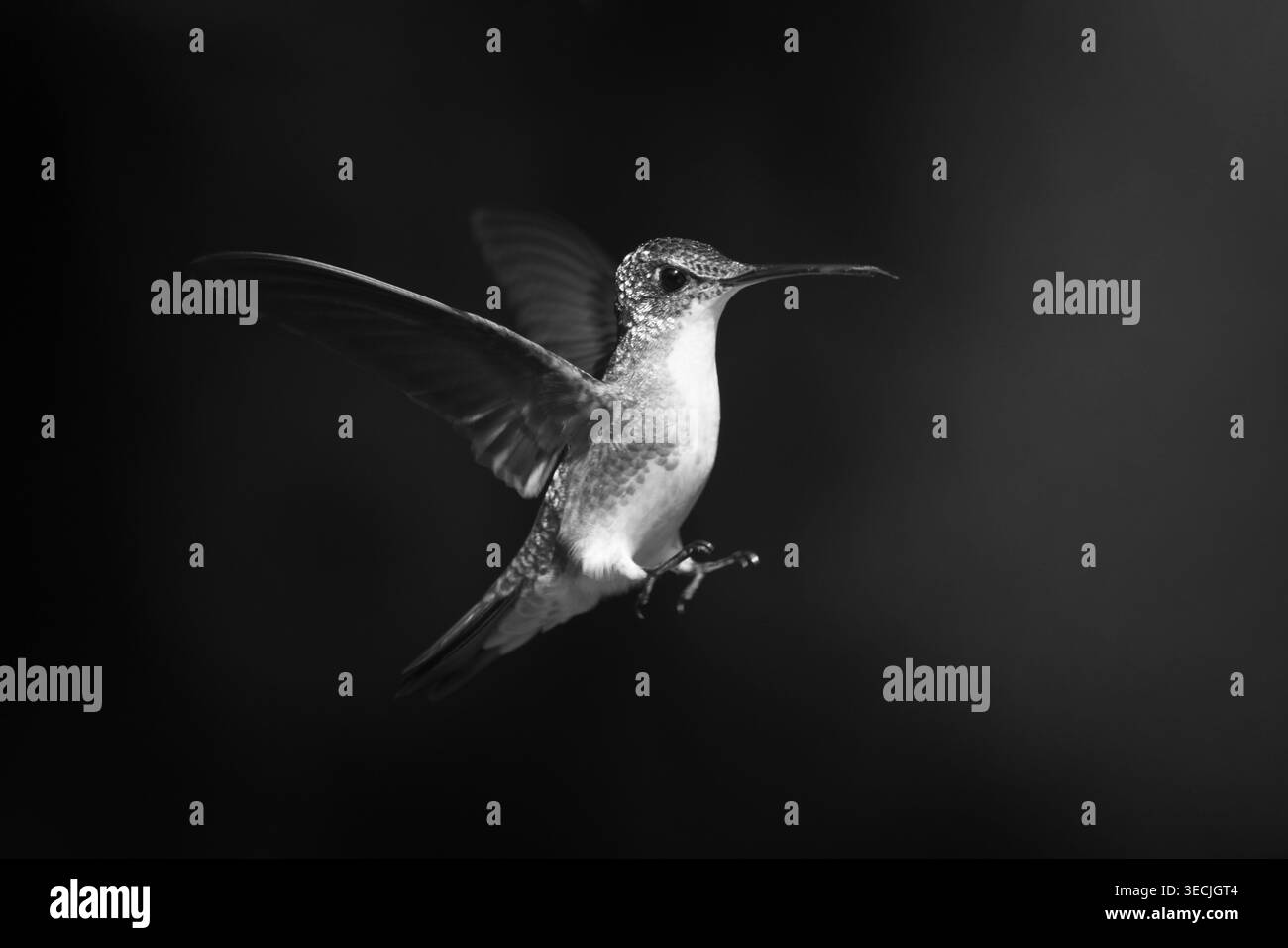 Coda a racchetta femminile mono con avvio bianco su sfondo scuro Foto Stock