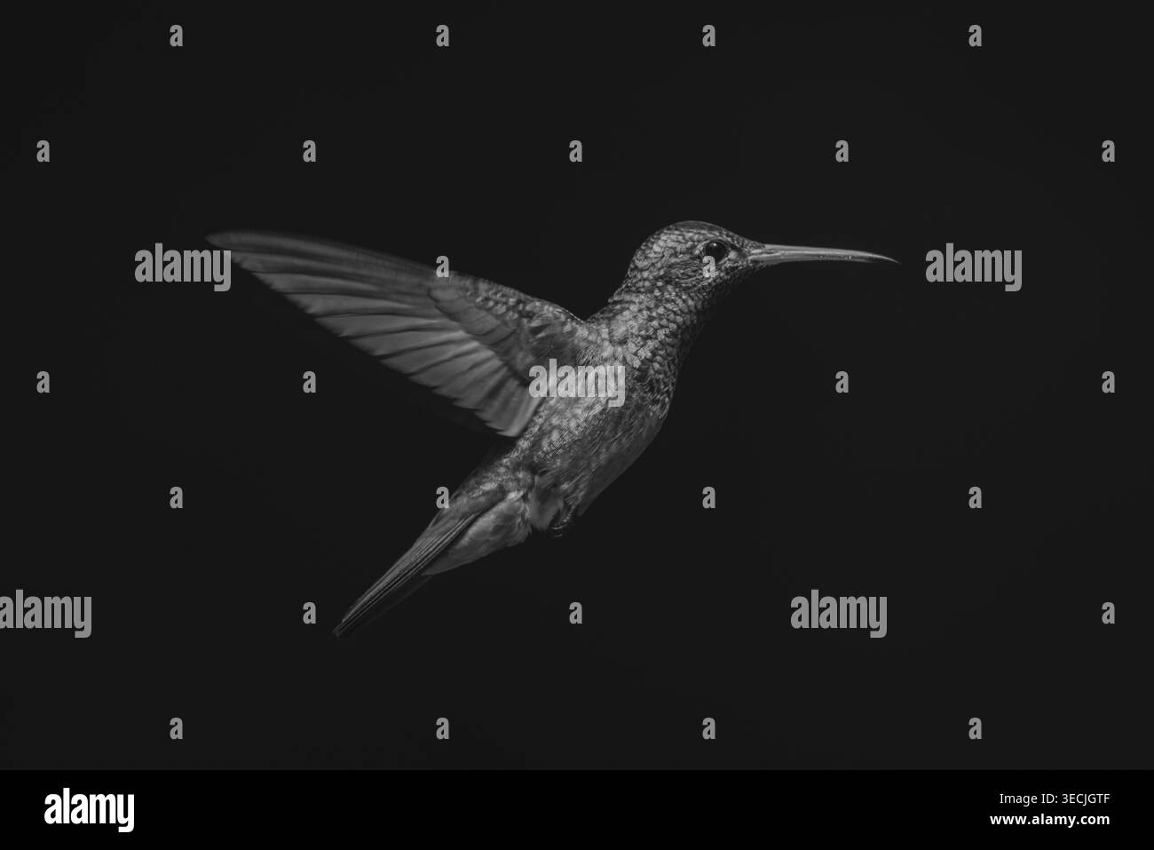 Colibrì mono dalla coda ruvida alla luce del sole di profilo Foto Stock