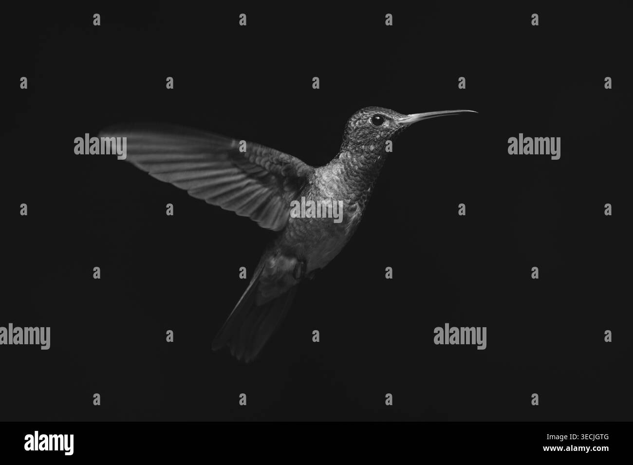 Colibrì mono dalla coda ruvida che allunga le ali al sole Foto Stock
