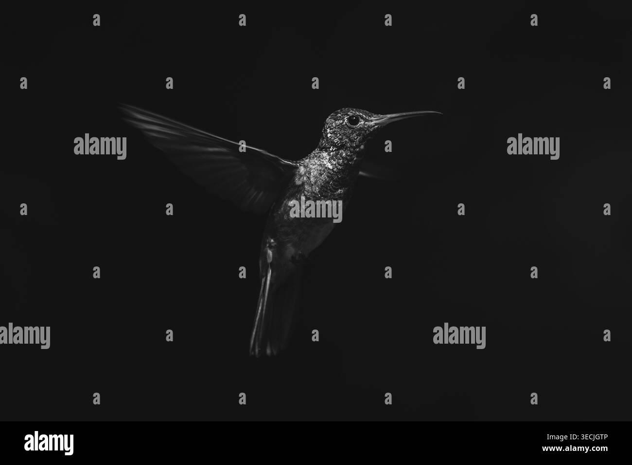 Colibrì mono dalla coda ruvida che spalanca le ali al sole Foto Stock