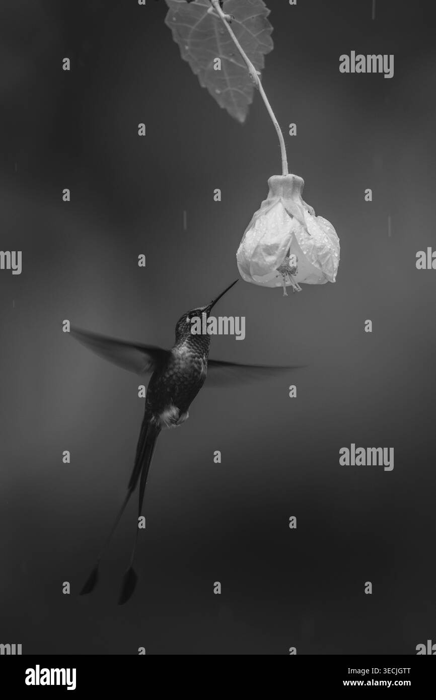 Coda di racchetta maschile mono con avvio bianco vicino al fiore giallo Foto Stock