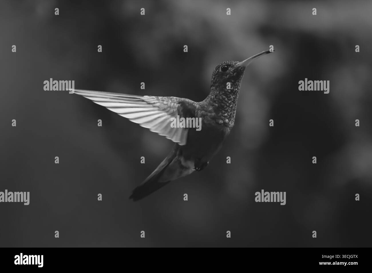 Il colibrì mono dalla coda ruvida si libra sullo sfondo bokeh Foto Stock