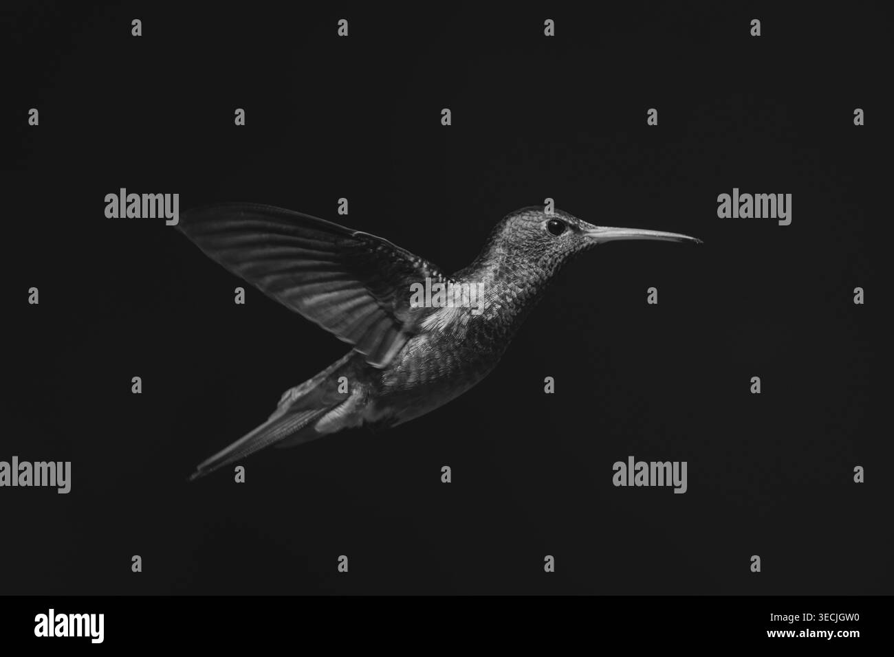 Colibrì mono dalla coda ruvida al sole di profilo Foto Stock