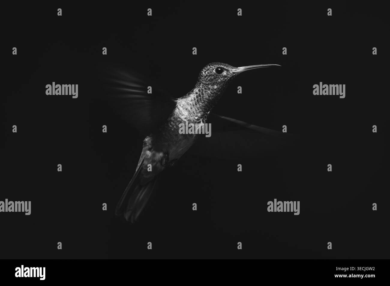 Colibrì mono dalla coda ruvida che diffonde le ali alla luce del sole Foto Stock