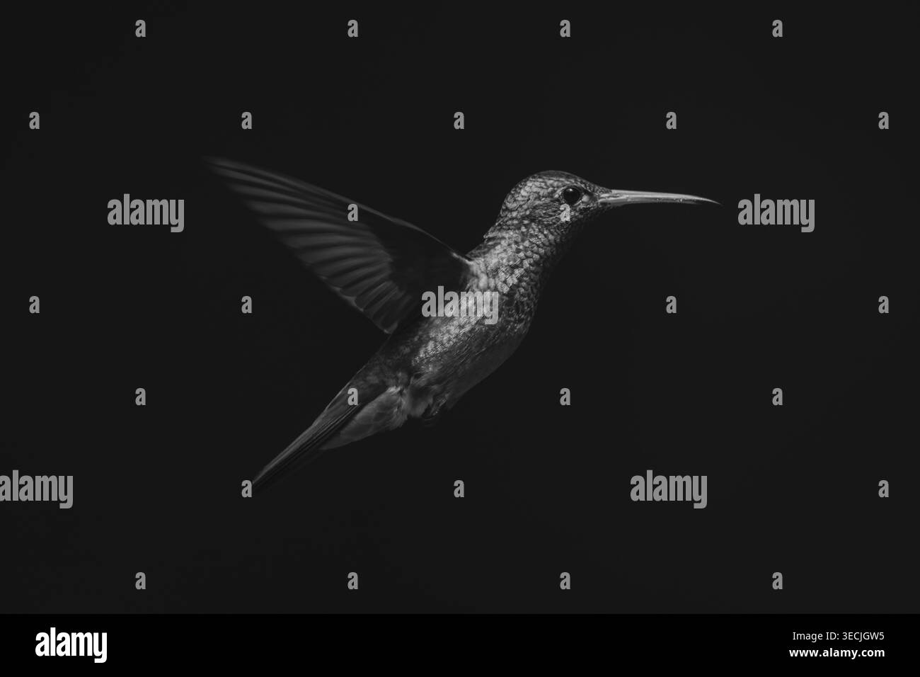 Colibrì mono dalla coda ruvida di profilo al sole Foto Stock