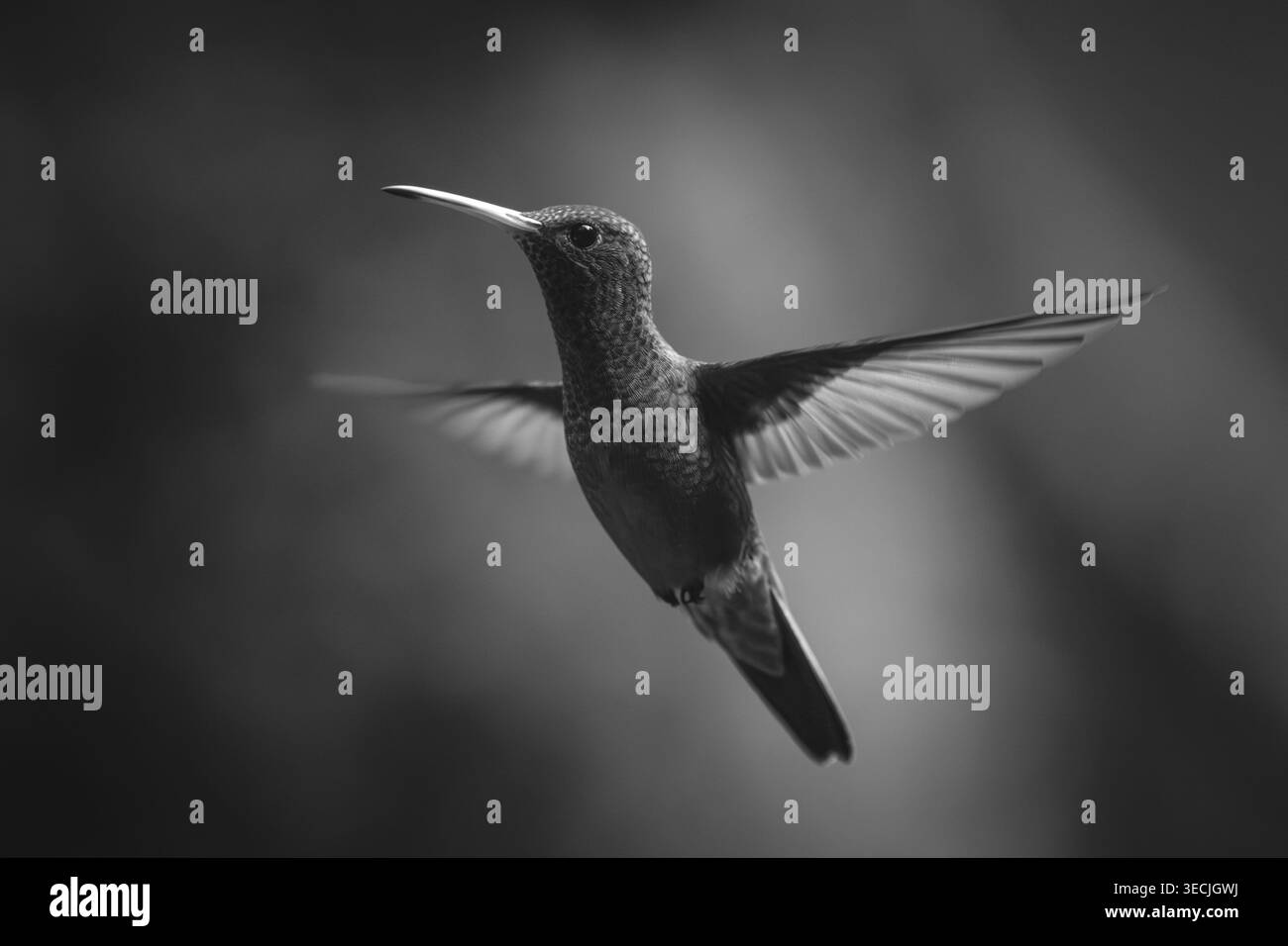 Il colibrì mono dalla coda ruvida si libra sullo sfondo della foresta Foto Stock