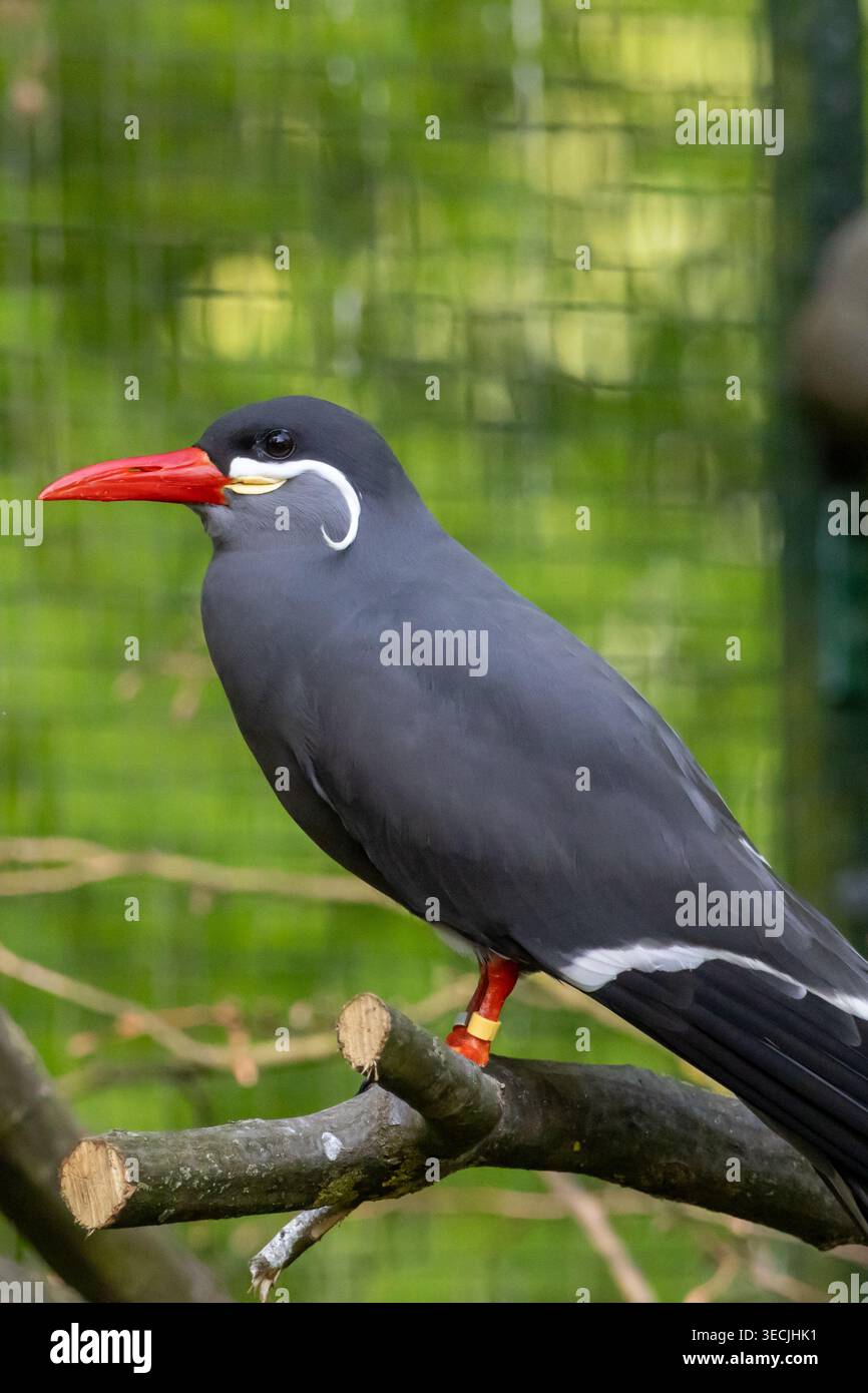 Terna inca, larosterna inca, appollaiata su un ramo su uno sfondo verde naturale Foto Stock