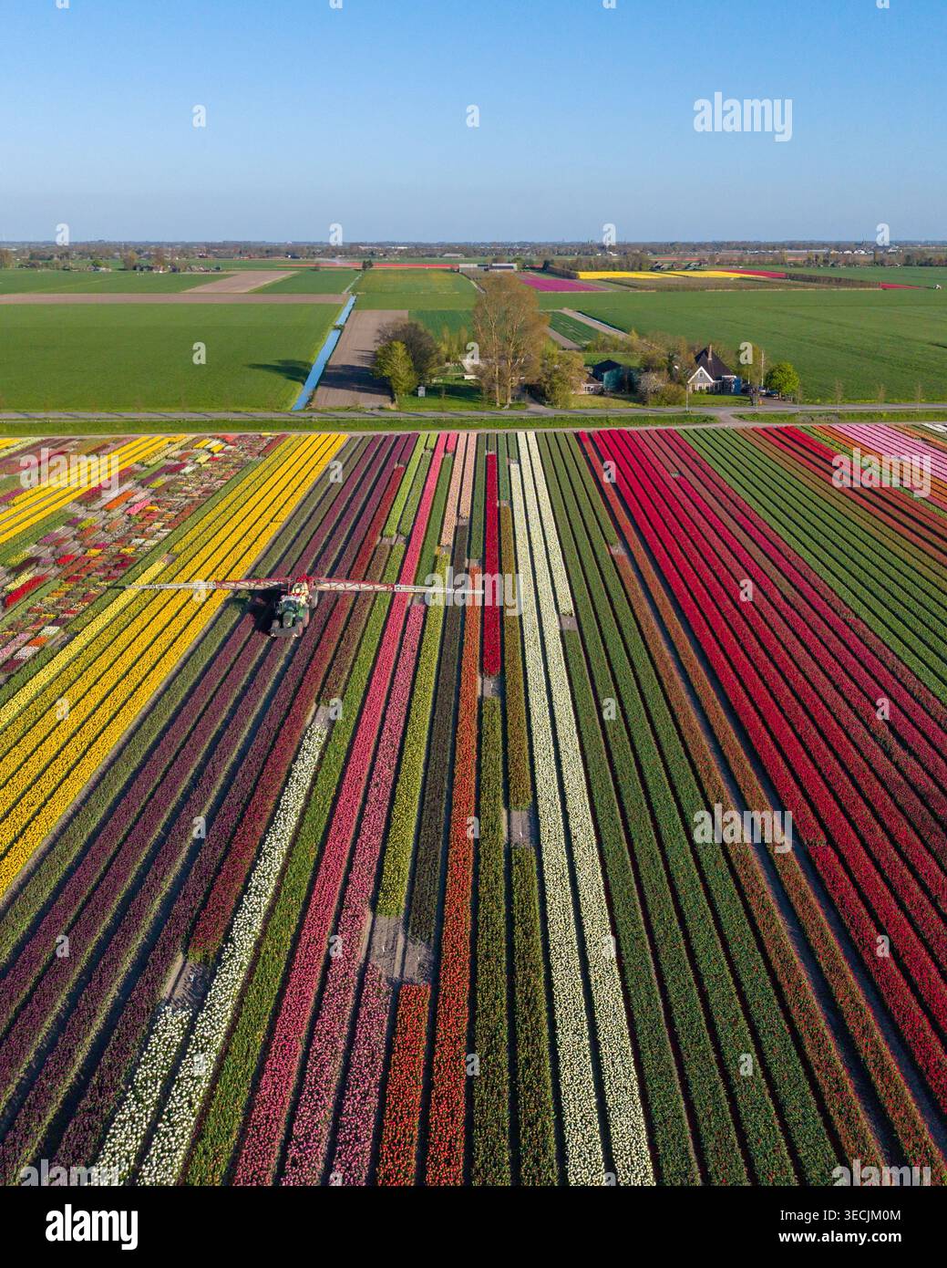 Vista aerea di file vivaci di tulipani multicolori con un trattore che utilizza un'irroratrice a braccio nei campi sotto un cielo azzurro. Foto Stock