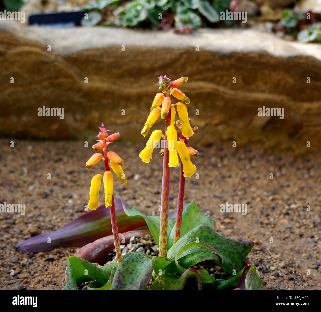 Yellow Lachenalia Aloides (Cape Cowslip) coltivato nella Alpine House a RHS Harlow Carr, Harrogate, Yorkshire, Inghilterra, Regno Unito. Foto Stock
