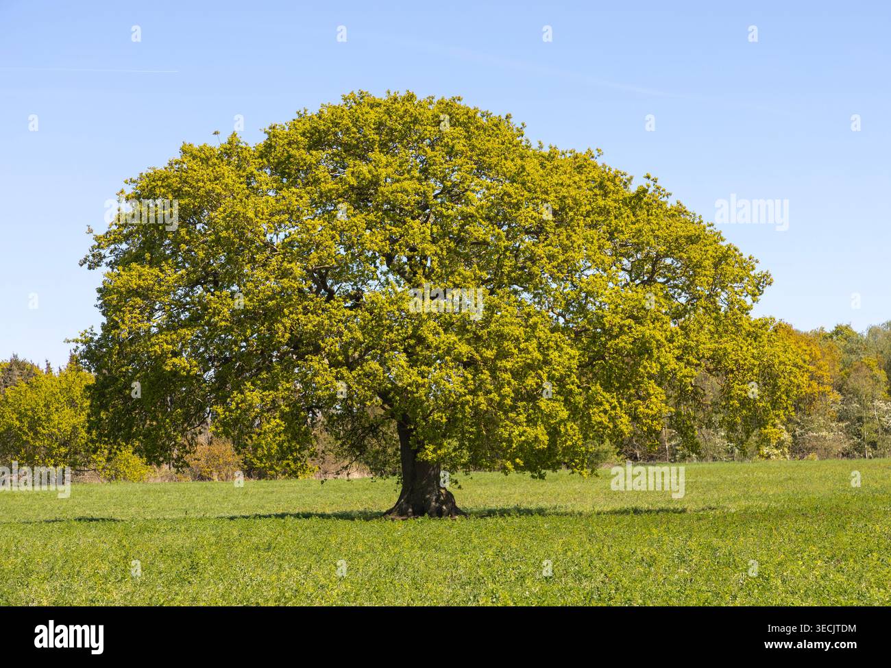 Quercia matura singola, Quercus robur, in piedi da solo nel campo, Iken, Suffolk, Inghilterra, Regno Unito Foto Stock