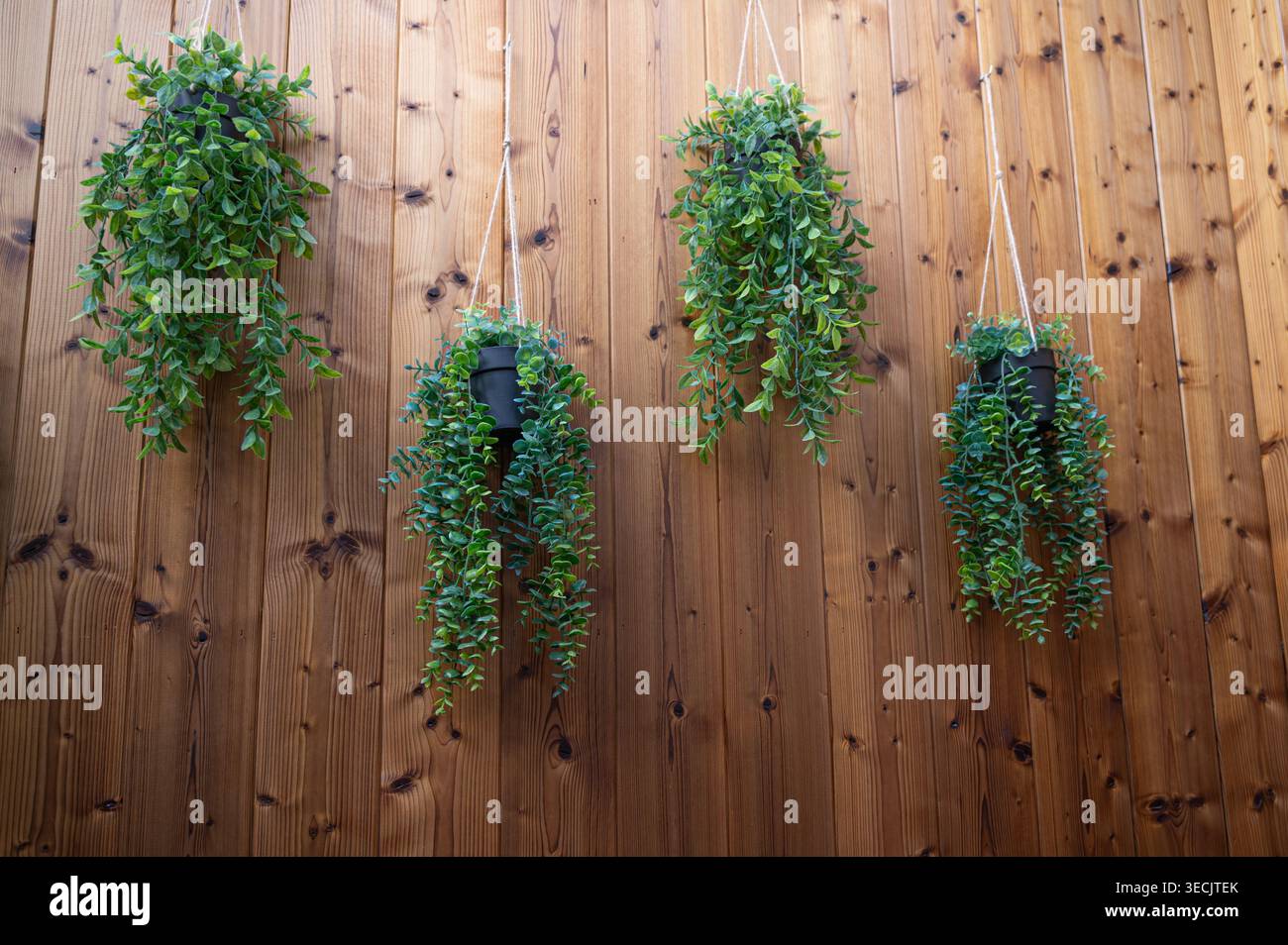 L'elegante vegetazione sospesa arricchisce gli spazi rustici con fascino e texture tranquille Foto Stock