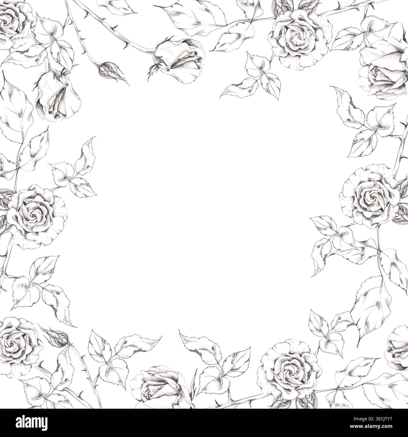 Fiore di rosa, gemme di gardenia, foglie di camelia. Illustrazione botanica disegnata a mano con disegno a matita linework e ombreggiatura. Elegante motivo bordo per Foto Stock