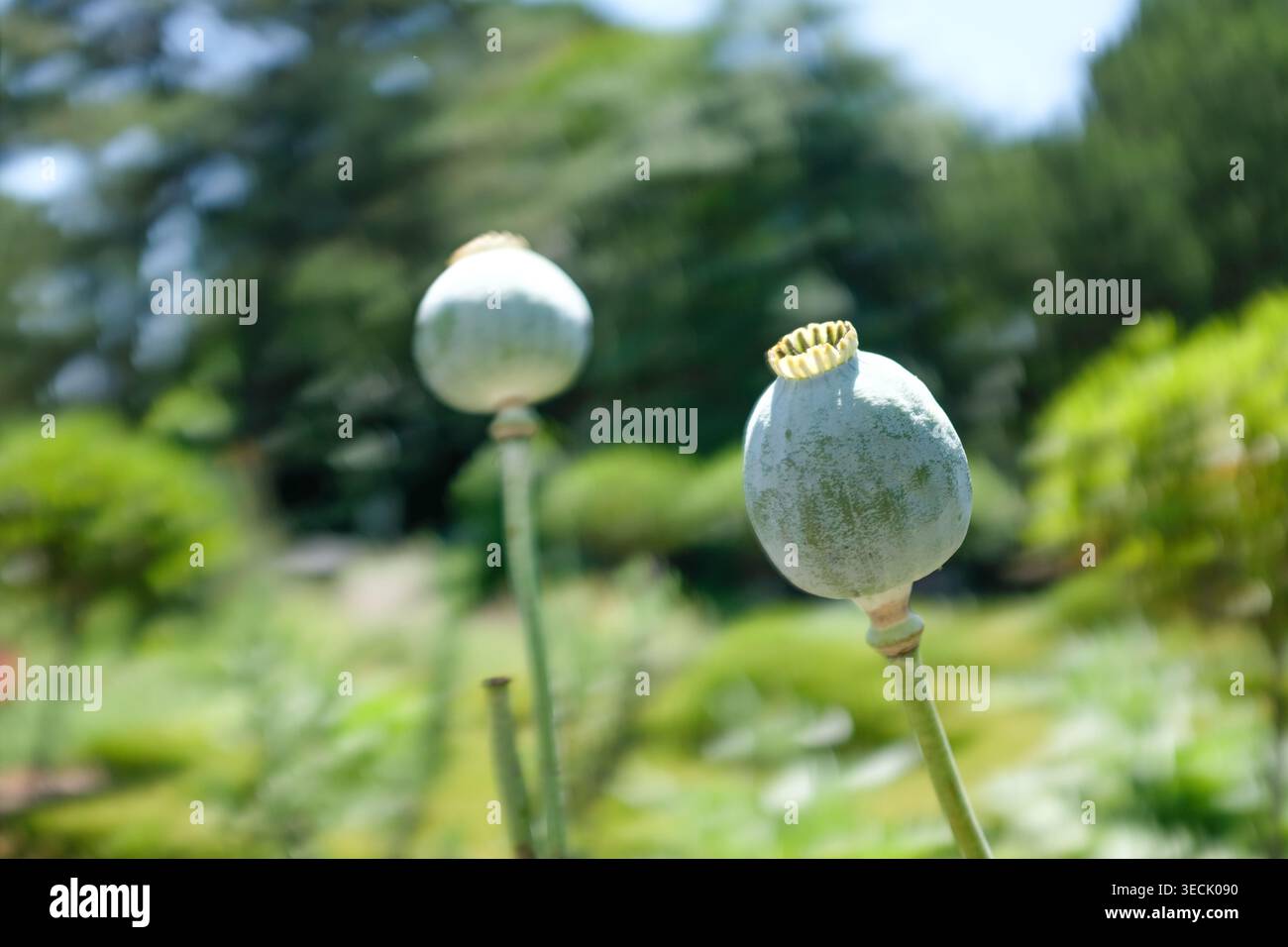 Cialde verdi della pianta Opium Poppy in un lussureggiante giardino verde Foto Stock