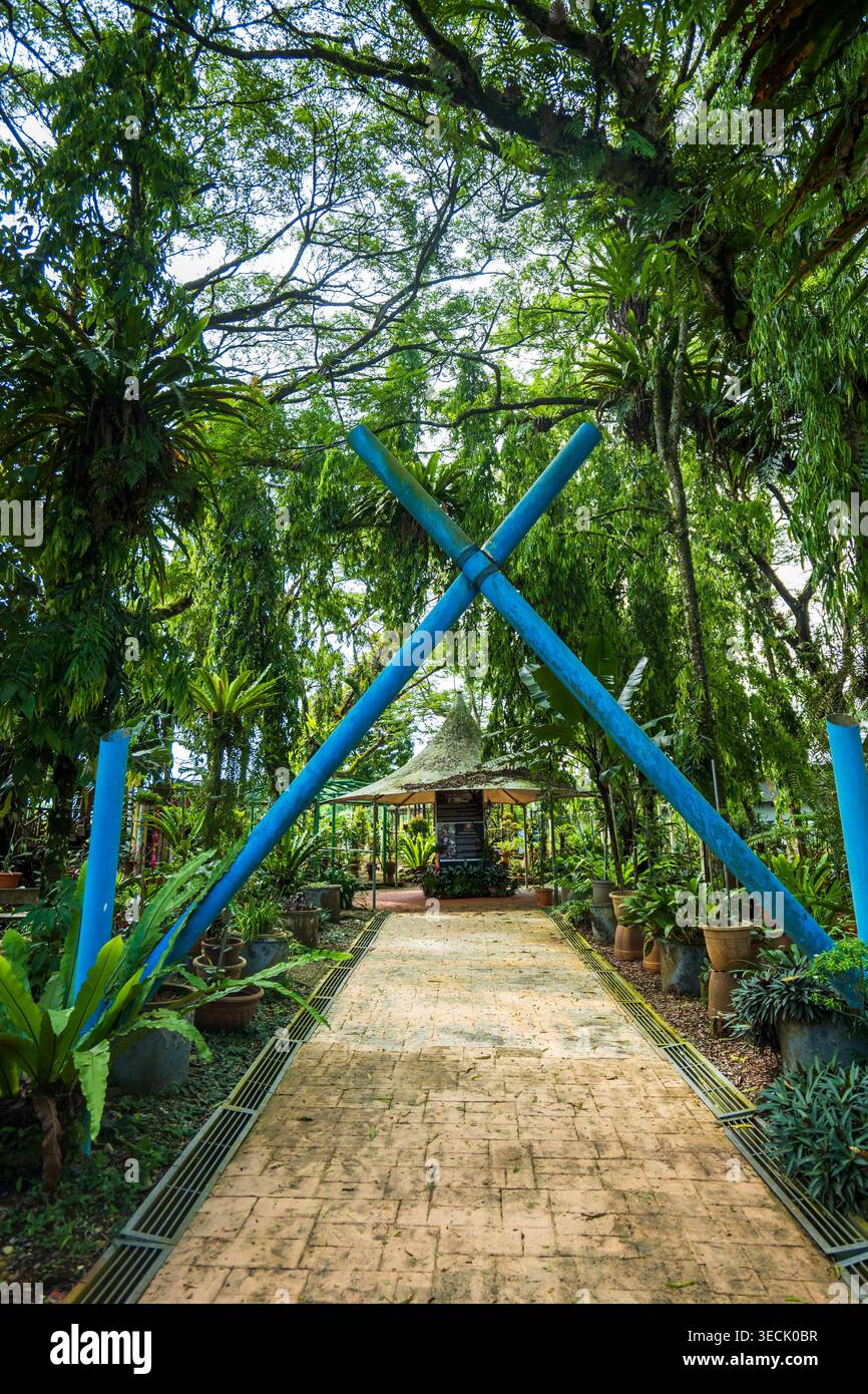 Padawan Pitcher Plant Garden a Kuching, Sarawak, Malesia. Un giardino popolare per i visitatori di Kuching Foto Stock