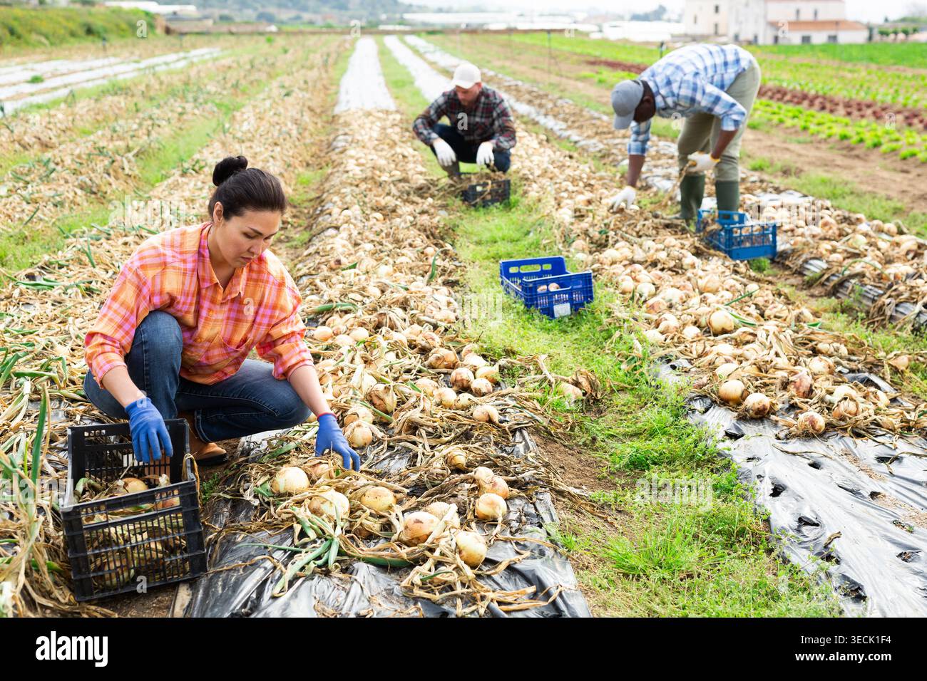 Gruppo multietnico di lavoratori agricoli che raccolgono cipolla Foto Stock