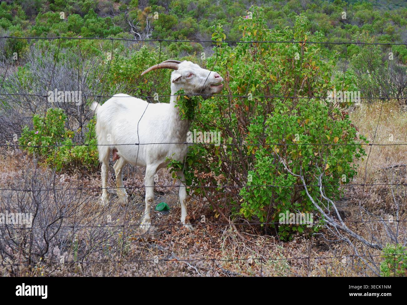 Mangiare capra bianca lascia dietro una recinzione metallica nell'isola di Vulcano, nelle isole Eolie, in Sicilia, in Italia Foto Stock