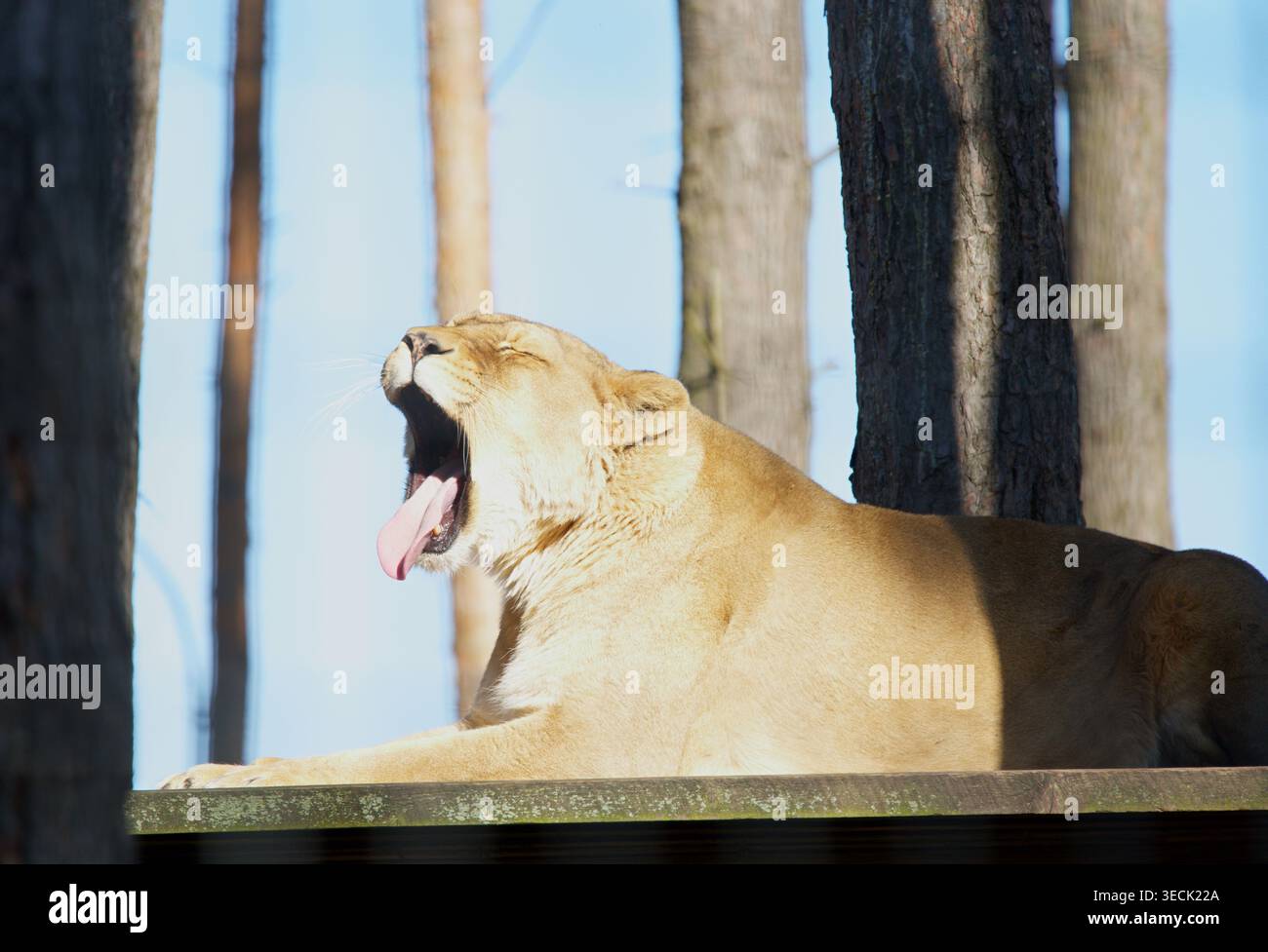 Primo piano di una leonessa menzogna e sbadigliante. Foto di alta qualità Foto Stock