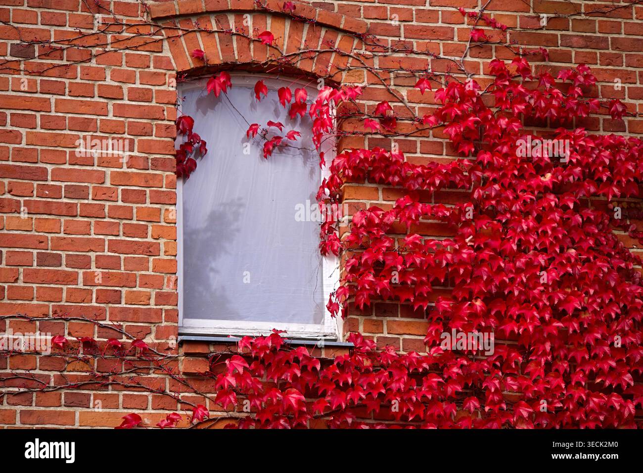 Uva da fanciulla rossa con tre punti sparsi intorno alla facciata di una casa in mattoni. Foto di alta qualità Foto Stock