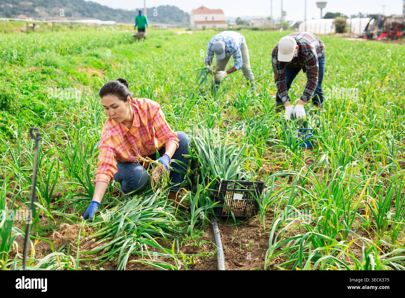 Gruppo multietnico di agricoltori che raccolgono l'aglio primaverile Foto Stock