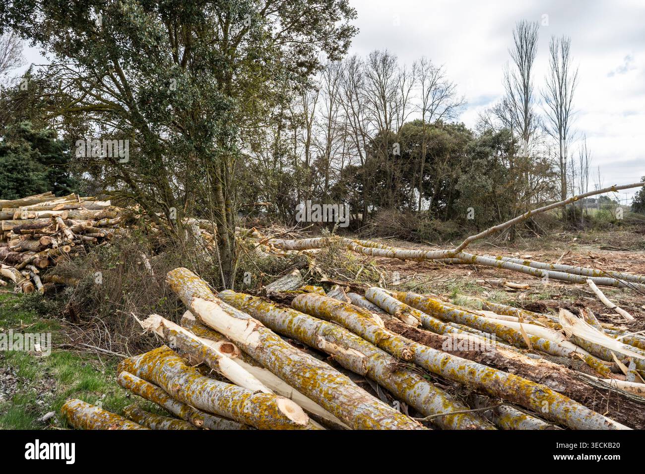 Mucchi di tronco di alberi appena tagliati e tronchi spogliati si trovano su un bordo boschivo sgombro, mostrando il raccolto di legname, il lavoro forestale e i disturbi dell'habitat sotto Foto Stock