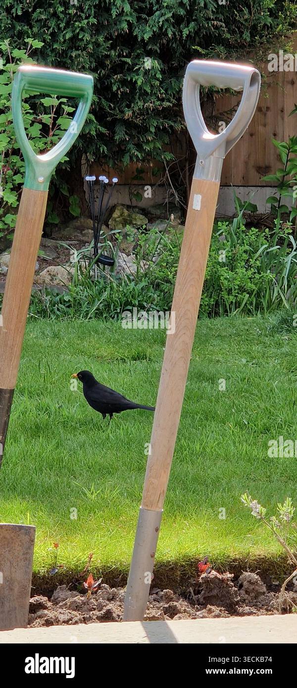 Blackbird su un prato tra due picche - Immagine stock catturata con smartphone