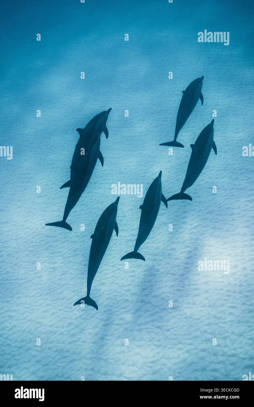 Veduta aerea di un branco di delfini che scivola sopra una laguna sabbiosa alle Maldive, acque turchesi chiare che rivelano la consistenza ondulata del fondale marino intorno a un tropico Foto Stock