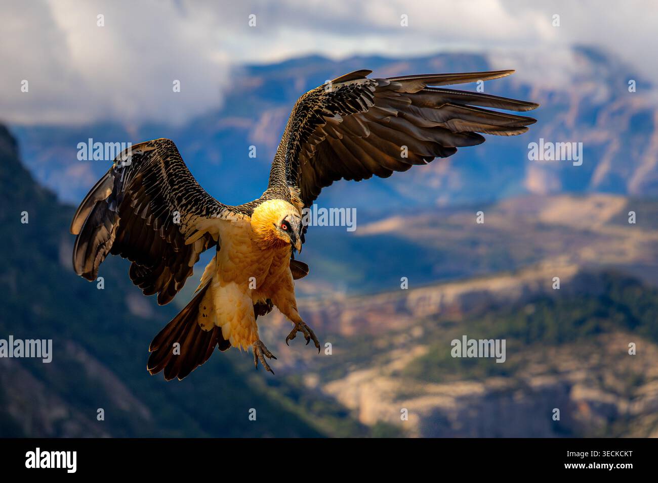 Avvoltoio barbuto, un uccello scavatore, scivola con le ali sparsi su un aspro canyon di montagna, mostrando piumaggio dorato e potenti taloni in shar Foto Stock