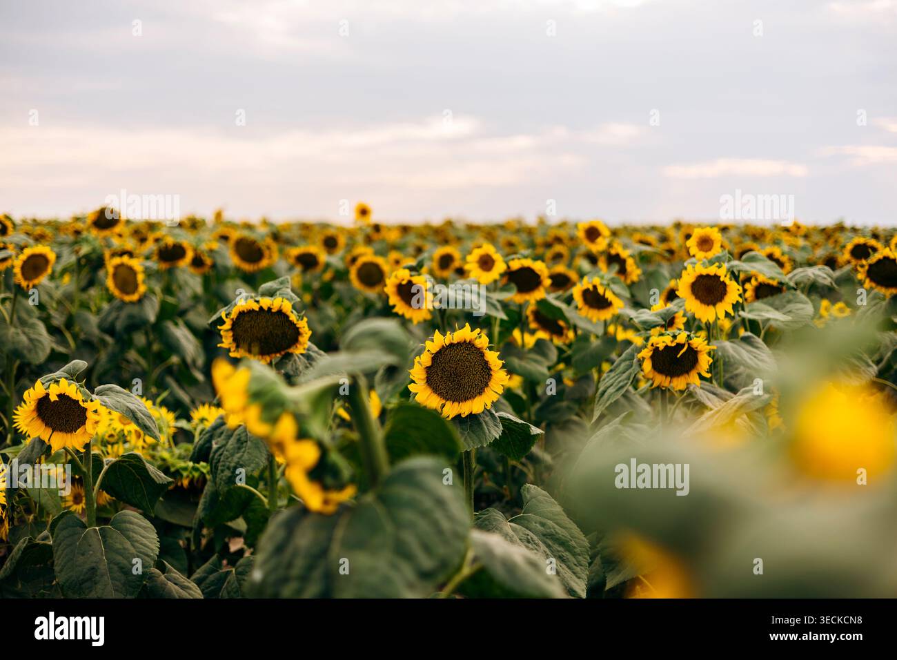 Ampia vista dei girasoli in fiore che si estendono su un campo rurale, petali gialli e foglie verdi che brillano nella luce soffusa dell'estate sotto una tranquilla e nuvolosa S. Foto Stock