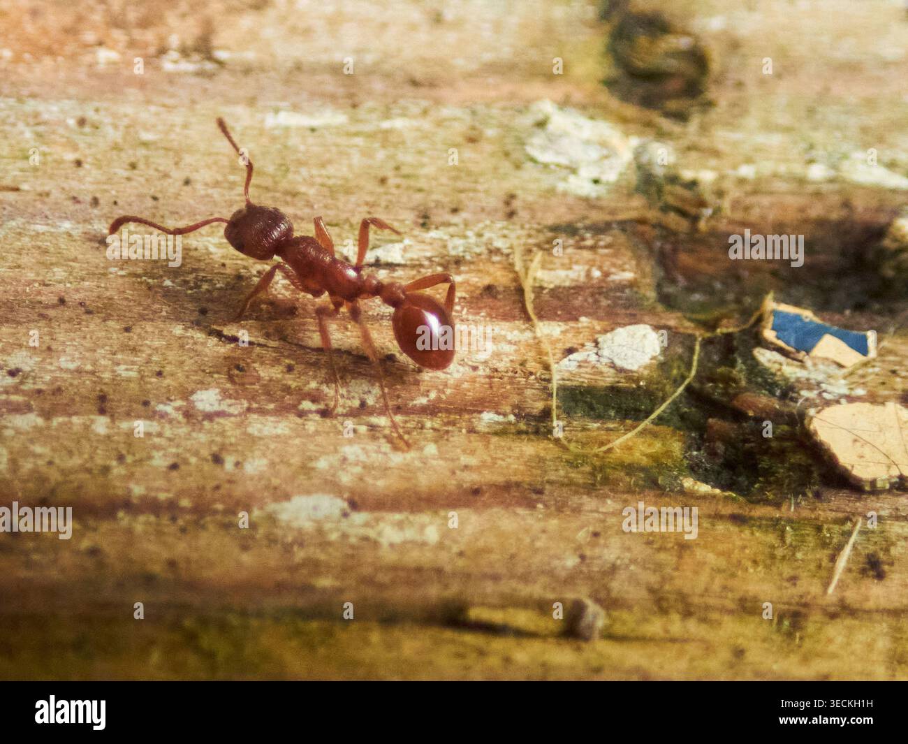 ANT, primo piano Foto Stock
