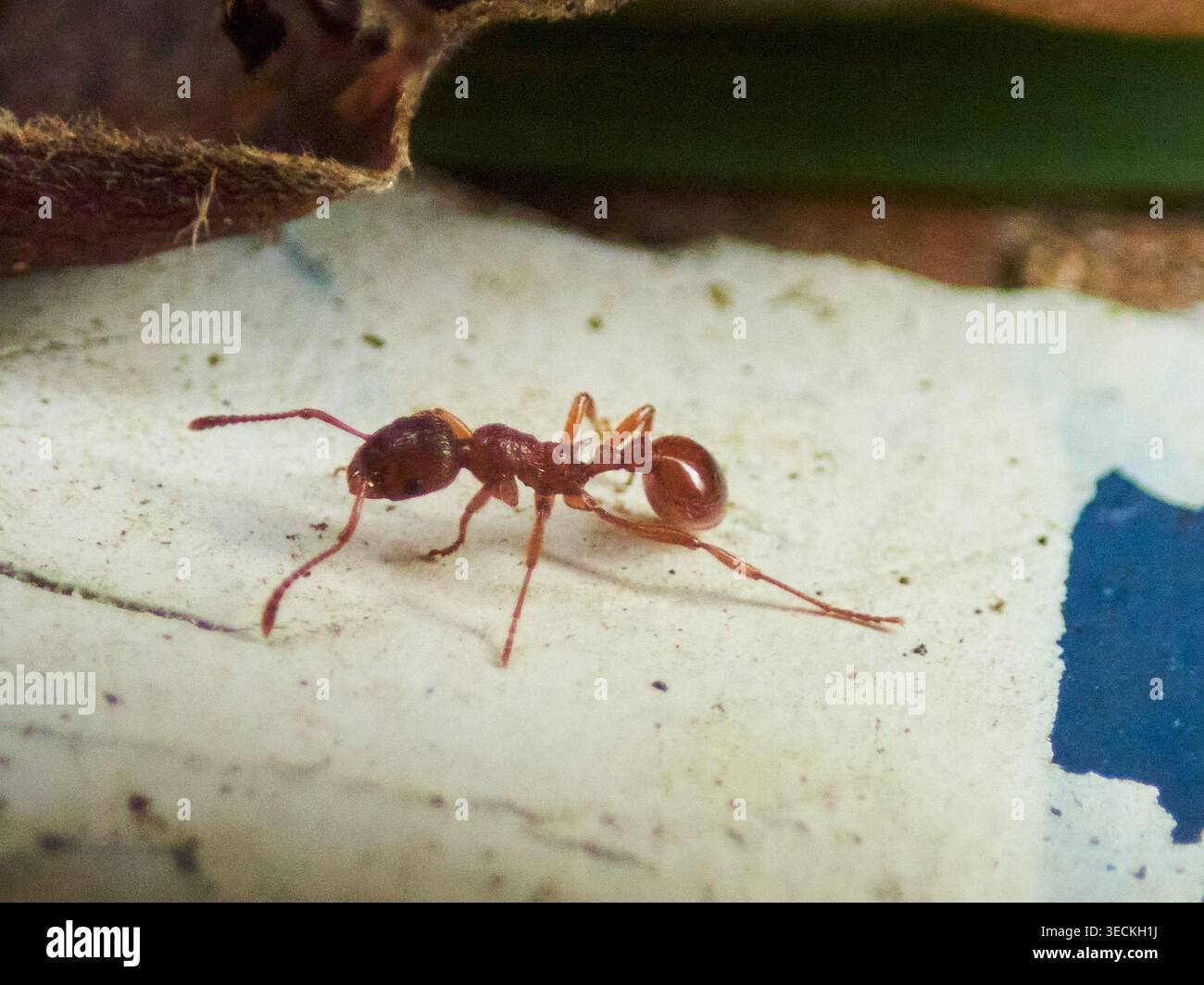 ANT, primo piano Foto Stock