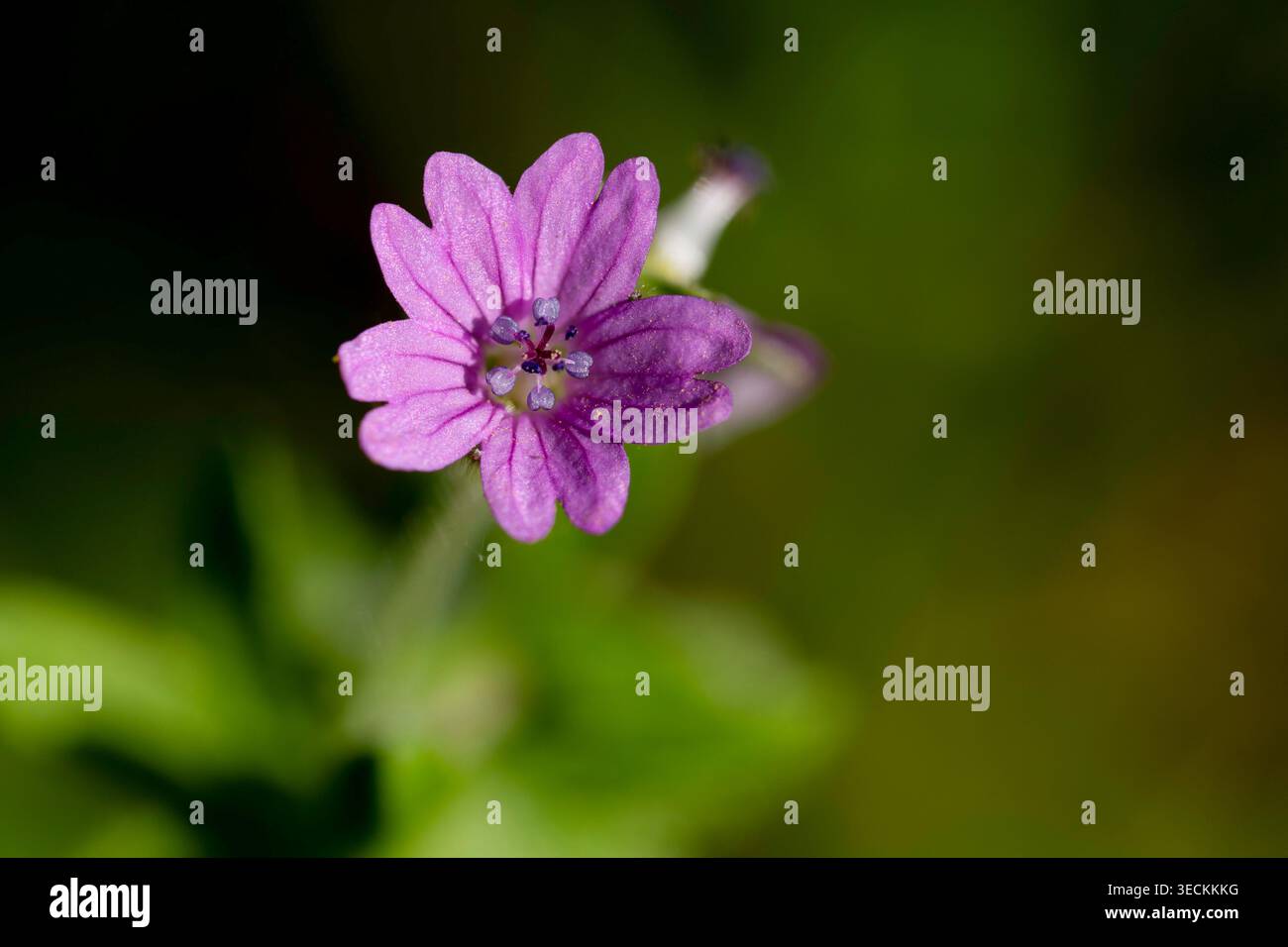 Primo piano di un fiore selvatico di Geranium dissectum con petali rosa brillante e vene viola che crescono tra l'erba primaverile, mostrando le sue foglie finemente divise e. Foto Stock