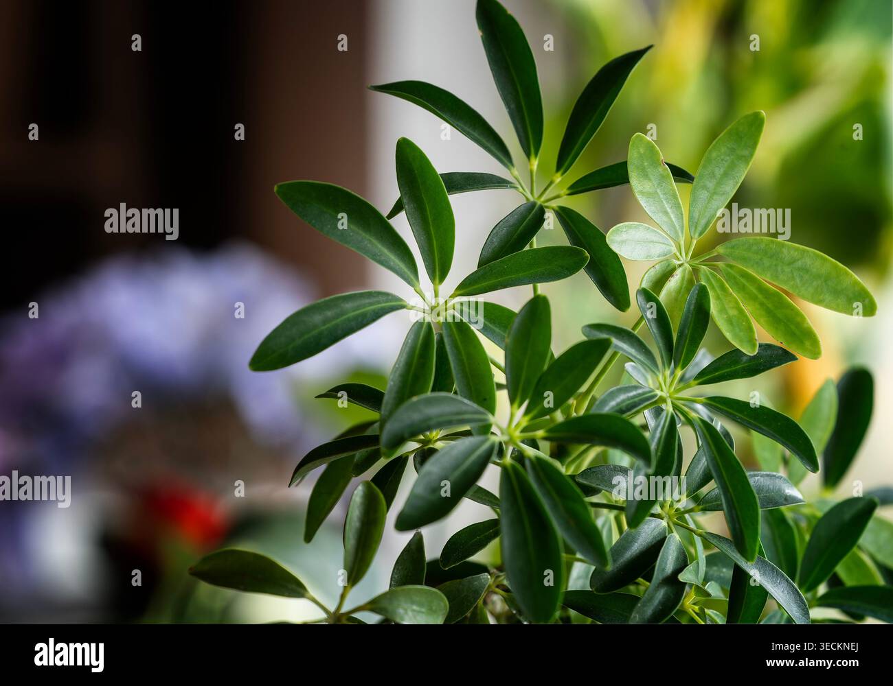 Vista ravvicinata di un impianto al chiuso Foto Stock