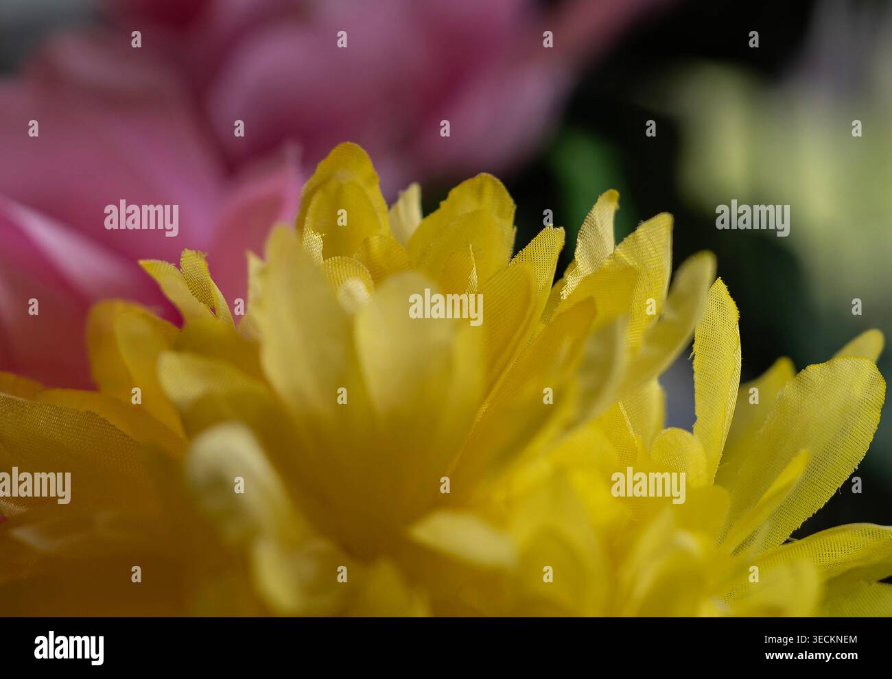 Un bellissimo Crisantemo giallo nella luce della finestra Foto Stock