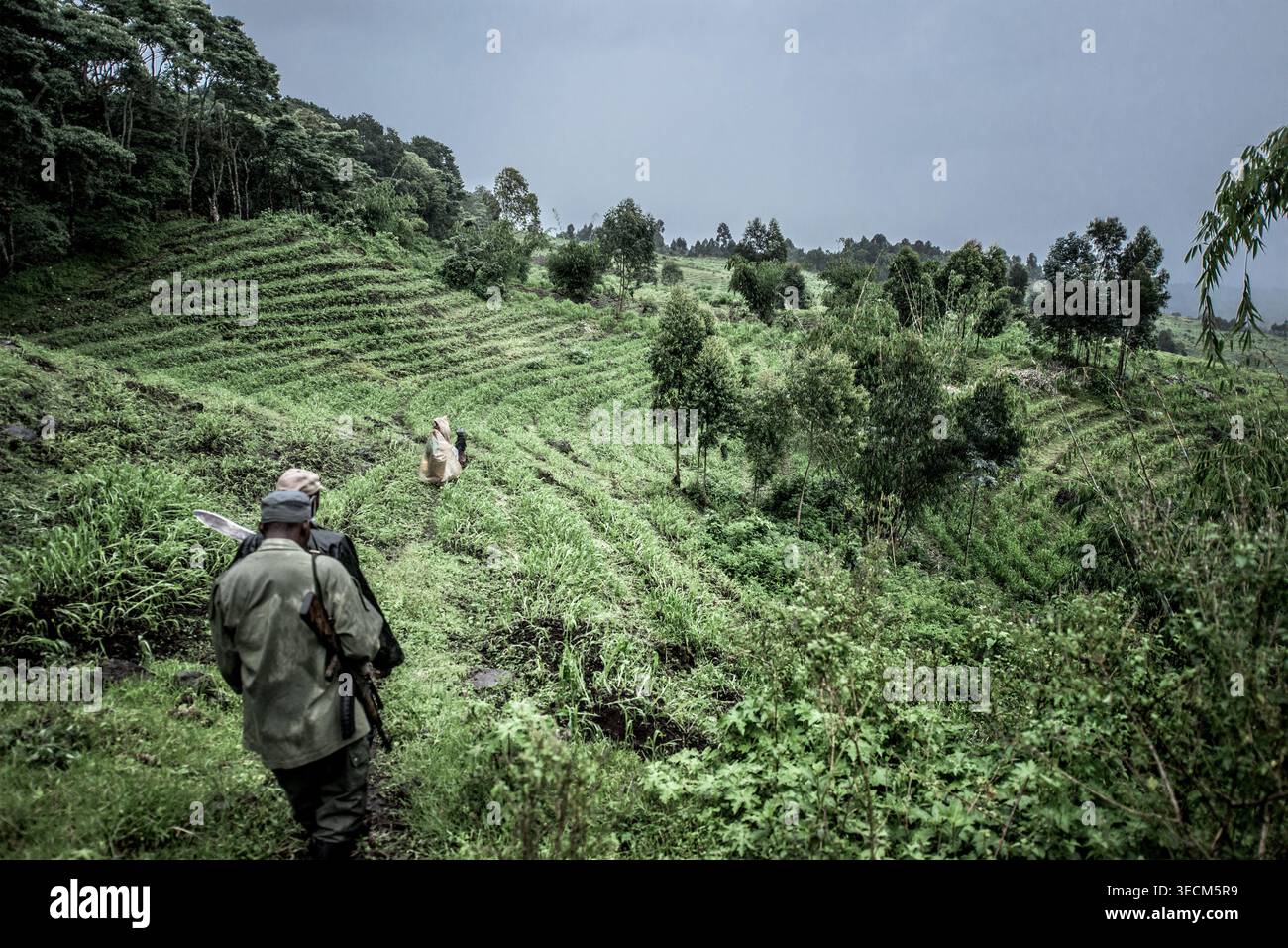 Trekking dei ranger del parco attraverso il parco nazionale di virunga per proteggere le risorse naturali Foto Stock