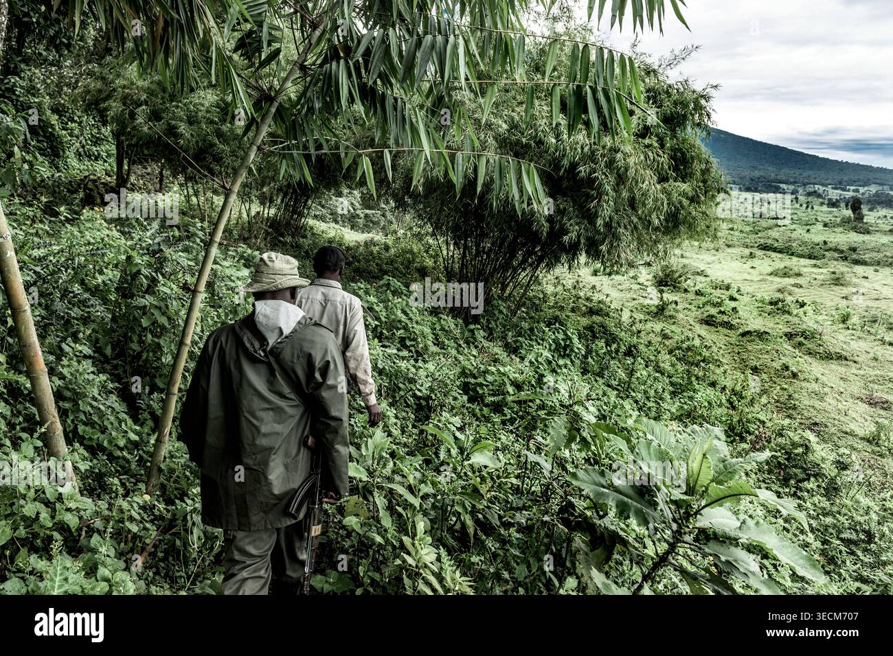 I Rangers camminano attraverso la vegetazione lussureggiante del parco nazionale di virunga, repubblica democratica del congo Foto Stock