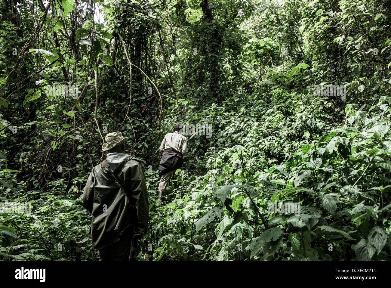 Due ranger navigano nella lussureggiante vegetazione verde del parco nazionale virunga, repubblica democratica del congo Foto Stock