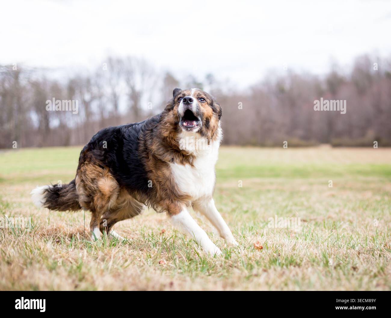 Un cane reattivo di razza mista che abbaiava all'aperto Foto Stock
