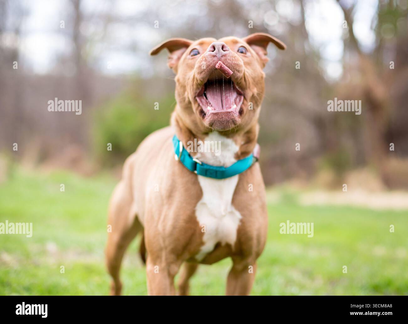 Un cane di razza mista Pit Bull Terrier che apre la bocca per catturare una delizia in aria Foto Stock