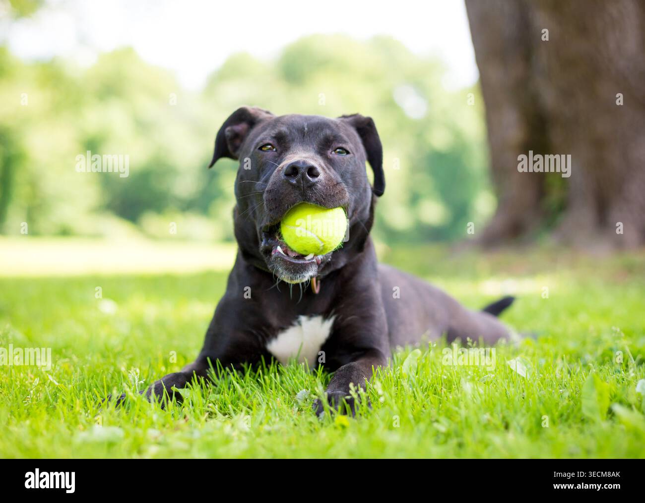 Un cane di razza mista nero Pit Bull Terrier che giace nell'erba e tiene una palla in bocca Foto Stock