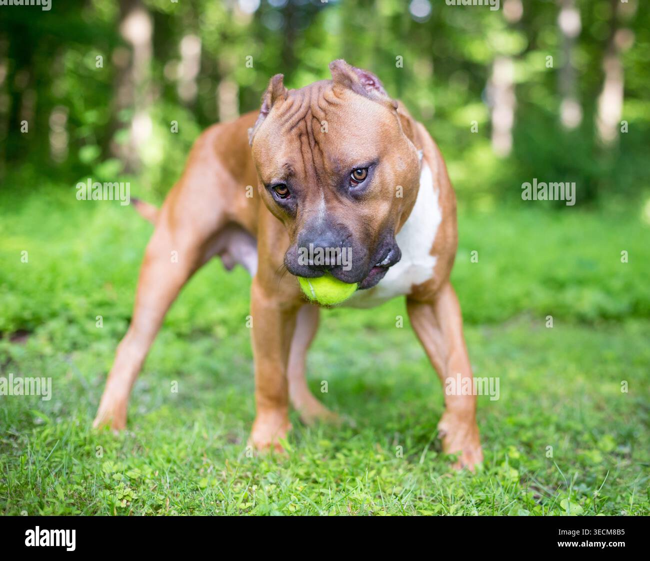 Un giocoso cane di razza mista Mastiff che tiene una palla in bocca Foto Stock